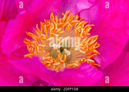Pfingstrose 'Honor' (paeonia) eine Frühling Sommer rosa gelbe Blume, die Ist ein Frühling krautigen Staude blühende Pflanze Stock Foto Bild Stockfoto