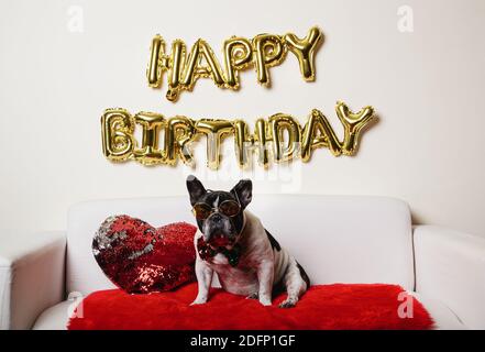 Lustiger Hund feiert seine Geburtstagsfeier auf dem Sofa bei Zu Hause Stockfoto