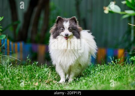 Pommersche Spitz Hund im Garten. Niedliche pommersche Welpen auf dem Weg, weiß schwarz Farbe. Familienfreundlich lustige Spitz Pom Hund, grünes Gras Hintergrund. Stockfoto