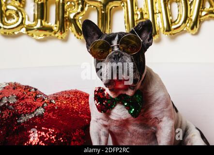 Geburtstagshund - französisch Bulldogge mit bunten Fliege und Brille auf weißem Hintergrund. Stockfoto