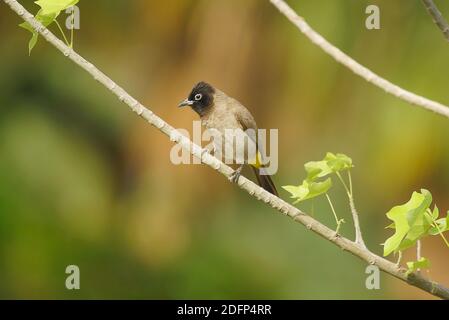 Ein bärtiger echter Bulbul, der auf einem dünnen, grünlichen Hintergrund steht Stockfoto