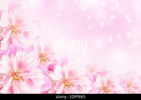 Rosa Pfingstrosen Nahaufnahme Weichfokus. Zarte florale rosa Hintergrund Stockfoto