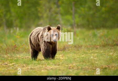 Nahaufnahme eines eurasischen Braunbären, der im Sumpf in Finnland steht. Stockfoto