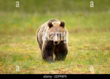Nahaufnahme des eurasischen Braunbären, der einen Sumpf überquert, Finnland.