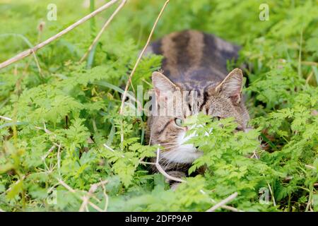 Kleine Katze versteckt sich in einigen Büschen. Die Hälfte seines Gesichts ist verborgen. Er sieht so aus, als ob er auf etwas wartet. Der Fokus liegt auf seinem Auge. Stockfoto