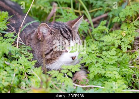 Kleine Katze versteckt sich in einigen Büschen. Ein Teil seines Gesichts ist verborgen. Er sieht so aus, als ob er auf etwas wartet. Der Fokus liegt auf seinem Auge. Stockfoto