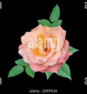 Einzelne sanfte cremige rosa Blume mit grünen Blättern isoliert auf schwarzem Hintergrund. Zartes, elegantes Blumenmuster für jedes festliche Dessin Stockfoto