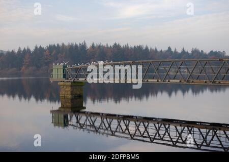 Schar von wilden Möwen und Seeschwalben auf einem Metallsteg von Wassermanagement-Instrumenten. Ruhiges Wasser spiegelt den Steg und den herbstlichen Wald dahinter wider. Stockfoto