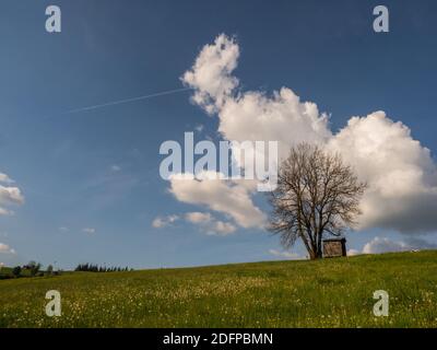 Blick auf einen einsamen Baum in einer Wiese in einem Kleines polnisches Dorf in der Tatra mit Aussicht Der schneebedeckten Berge bei sonnigem Wetter w Stockfoto