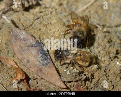 Rote Maurerbienen (Osmia bicornis = Osmia rufa) sammeln Schlamm aus einem Gartenteich für die Versiegelung ihrer Brutzellen in einem Insektenhotel mit, Wilshire, Großbritannien. Stockfoto