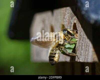 Holzschnitzerei-Biene (Megachile ligniseca), die in einem Insektenhotel in ihr Nestloch eindringt und ein geschnittenes Sycamore-Blatt trägt, um eine Brutzelle zu säumen, W Stockfoto
