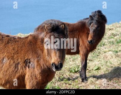 Ponys bei Rame Head im Südosten Cornwall. Landzunge am östlichen Ende der Whitsand Bay. Wild Dartmoor Ponys vom National Trust freigegeben. Stockfoto