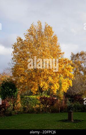 Liriodendron tulipifera - Tulpenbaum in einem englischen Garten. Stockfoto