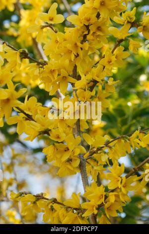 Forsythia x intermedia blüht im Frühling. Stockfoto