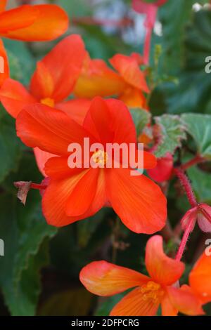 Rot Begonia Blumen. Stockfoto