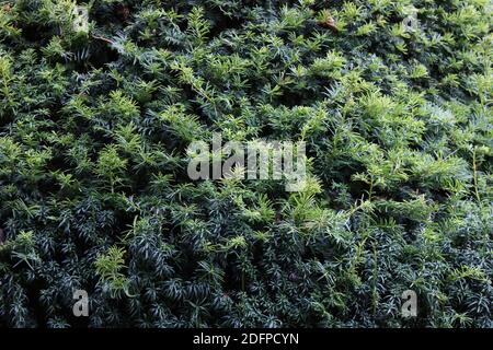 Grüne Eibe Baum Laub Hintergrund mit Blättern in verschiedenen grünen Schattierungen Stockfoto