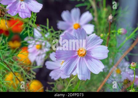 Schöne blühende leuchtend rosa Kosmos Blumen, wächst im Garten. Sommer Natur. Stockfoto