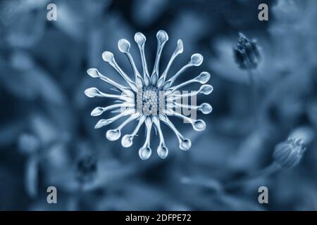 Schöne osteospermum Blume in blau klassische Farbe Stockfoto