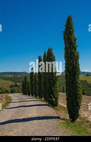 Pappeln säumen eine Landstraße in der Spätsommerlandschaft im Val d'Orcia in der Nähe von San Quirico D'Orcia, Provinz Siena, Toskana, Italien Stockfoto