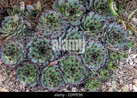 Nahaufnahme von Sukkulenten Sempervivum - houseleeks wächst in einem Rocky in Großbritannien Stockfoto