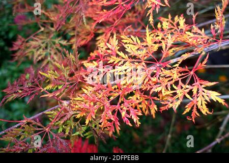 Fächer-Ahorn Hybride (Acer palmatum) mit rotem Herbstlaub, Weilerswist, Nordrhein-Westfalen, Deutschland Stockfoto