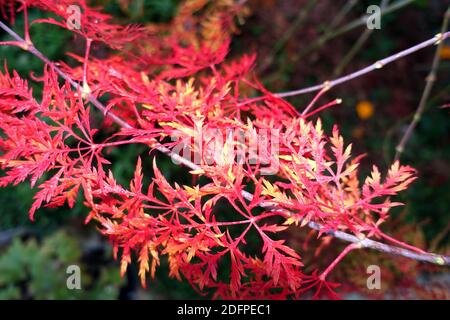 Fächer-Ahorn Hybride (Acer palmatum) mit rotem Herbstlaub, Weilerswist, Nordrhein-Westfalen, Deutschland Stockfoto