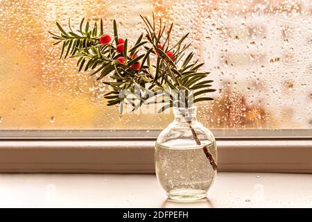 Ein Zweig der Eibe mit roten Beeren in einer kleinen Vase am Fenster. Stockfoto