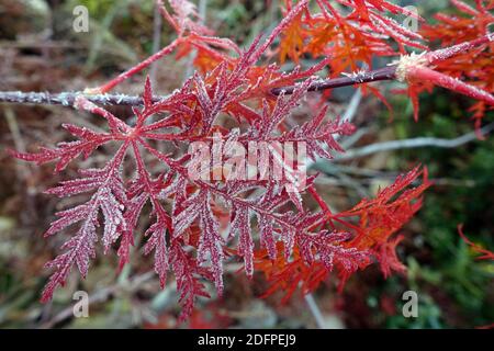 Fächer-Ahorn Hybride (Acer palmatum) mit rotem Herbstlaub, Weilerswist, Nordrhein-Westfalen, Deutschland Stockfoto