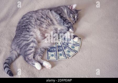 Lustige Katze mit grünen Augen liegt neben dem Geld in uns Dollar, Kopierer Platz Stockfoto