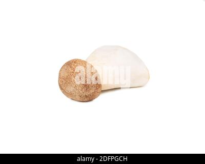 Kleiner Eringi-Pilz isoliert auf weißem Hintergrund Stockfoto