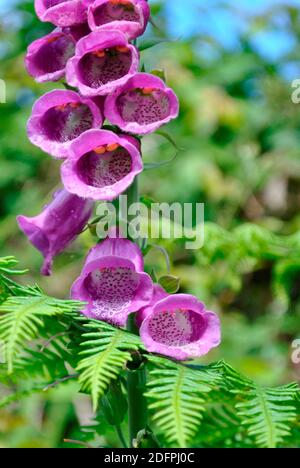 Nahaufnahme von rosa Fuchshandschuh mit orangen Pollen Beutel und Farn Stockfoto