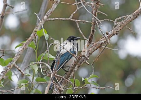 Schwarze Elster in einem Bergbaum in der Nähe von Rocky Mountain Nationalpark in Colorado Stockfoto