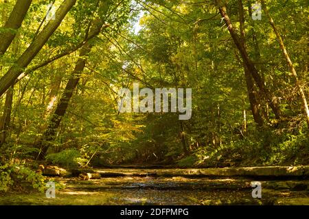 Bäume entlang eines getrockneten Flussbettes, beginnen, ihre Herbstfarben zu zeigen, die von grün zu gelb werden. Stockfoto
