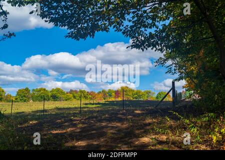Ein Feld, das von Drahtzaun umgeben ist und sich im Bundesstaat New York befindet, ist während einer teilweise bewölkten da von Herbstlaub von einem nahe gelegenen Baum umgeben Stockfoto