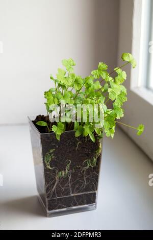 Petersilie-Sämlinge auf Fensterbank. Heimpflanzen und Futteranbau, Microgreens in transparenten Topf. Selektiver Fokus, vertikale Ansicht Stockfoto