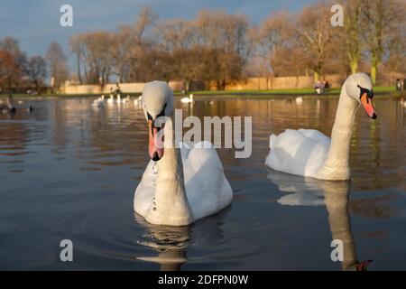 Glasgow, Schottland, Großbritannien. Dezember 2020. UK Wetter: Stumme Schwäne im eiskalten Wasser des Richmond Park. Kredit: Skully/Alamy Live Nachrichten Stockfoto