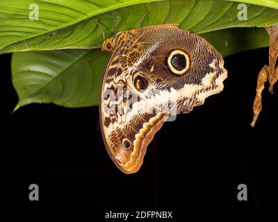 Eule Butterfly (Caligo sp., Familie Brassolidae) brüllend unter einem Blatt in der Nacht im Regenwald Unterholz in der Nähe von Puerto Quito im Westen Ecuadors. Stockfoto