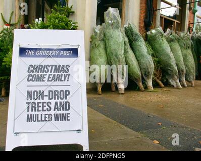 Weihnachtsbäume (Nordmann Fir) verkaufen im Dorfladen auf dem Bürgersteig am Straßenrand. Erstes Wochenende im Dezember. Highgate, London. Stockfoto