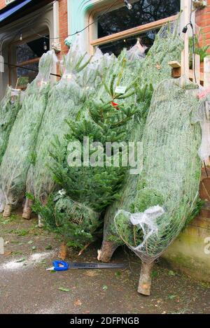 Weihnachtsbäume (Nordmann Fir) verkaufen im Dorfladen auf dem Bürgersteig am Straßenrand. Erstes Wochenende im Dezember. Highgate, London. Stockfoto