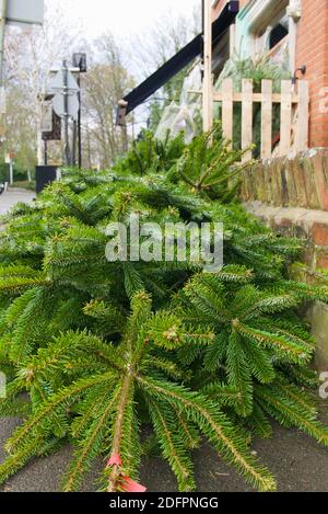 Weihnachtsbäume (Nordmann Fir) verkaufen im Dorfladen auf dem Bürgersteig am Straßenrand. Erstes Wochenende im Dezember. Highgate, London. Stockfoto