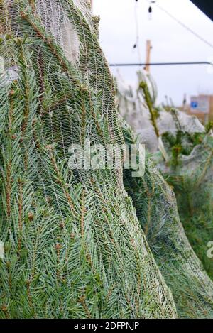 Weihnachtsbäume (Nordmann Fir) verkaufen im Dorfladen auf dem Bürgersteig am Straßenrand. Erstes Wochenende im Dezember. Highgate, London. Stockfoto