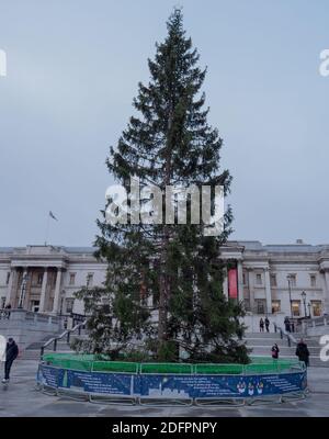 London, Großbritannien. Dezember 2020. Tall Christmas Tree, ein traditionelles jährliches Geschenk aus Norwegen, gesehen auf Trafalgar Square London, während der Coronavirus covid-19 Pandemie an einem Freitag Nachmittag Anfang Dezember. Stockfoto