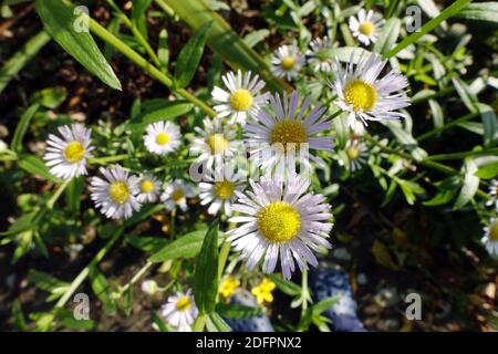 Einjähriges Berufkraut (Erigeron annuus), auch Weißes Berufkraut oder Feinstrahl - Tautropfen auf den Blüten Stockfoto