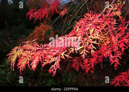 Fächer-Ahorn Hybride (Acer palmatum) mit rotem Herbstlaub, Weilerswist, Nordrhein-Westfalen, Deutschland Stockfoto