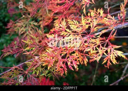 Fächer-Ahorn Hybride (Acer palmatum) mit rotem Herbstlaub, Weilerswist, Nordrhein-Westfalen, Deutschland Stockfoto