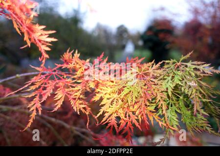 Fächer-Ahorn Hybride (Acer palmatum) mit rotem Herbstlaub, Weilerswist, Nordrhein-Westfalen, Deutschland Stockfoto