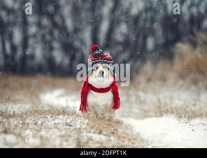 Lustige Welpen Corgi Hunde sitzen in einem Winter Park in Ein gestrickter warmer roter Hut und Schal unter dem Fallen Schnee Stockfoto