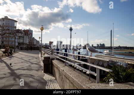 Vogel auf Geländer und unverschämter Hintergrund der Promenade Flussufer des Rheinturms, Hängebrücke und Rheinturm in Düsseldorf, Deutschland. Stockfoto