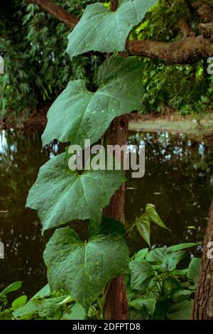 Große Kürbisblätter sind um den Baum gewickelt. Stockfoto