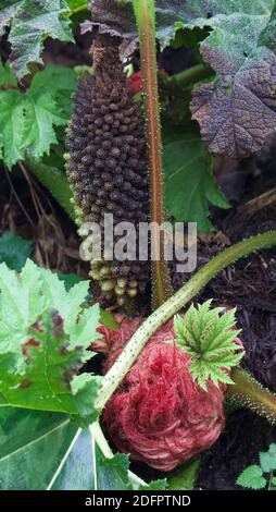 Portrait Bild von gunnera manicata zeigt Detail der Blätter und Knospen Stockfoto